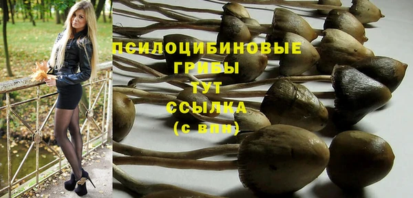 стаф Ельня